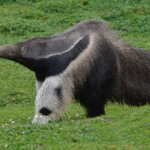 What Is A Giant Anteater?