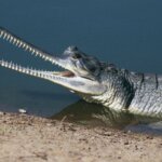 What is a Gharial?