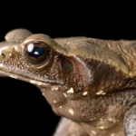 8 Interesting Facts About Smooth-sided Toad!
