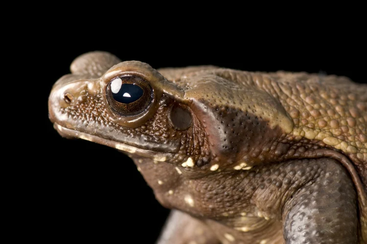 Smooth-sided Toad