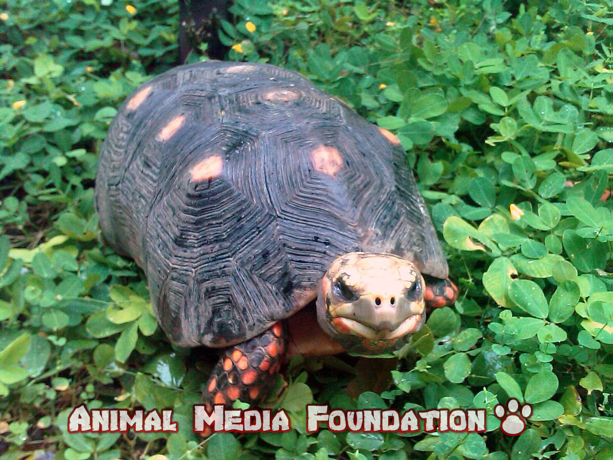 red-footed tortoise