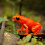 What is the Golden Mantella Frog?