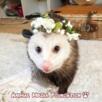 Do male or female North American opossums make better pets?