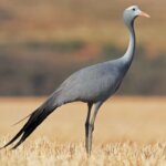 The Blue Crane: A Brief History of a Mysterious Chinese Bird