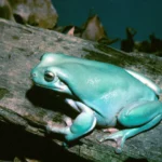 what is White's tree frog