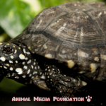 The Fascinating Spotted Pond Turtle: Everything You Need To Know!