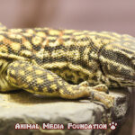 The Fascinating Spiny-tailed Monitor: Everything You Need To Know!