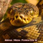 The Fascinating Timor Python: Everything You Need To Know