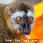 The wonderful red-fronted lemur!
