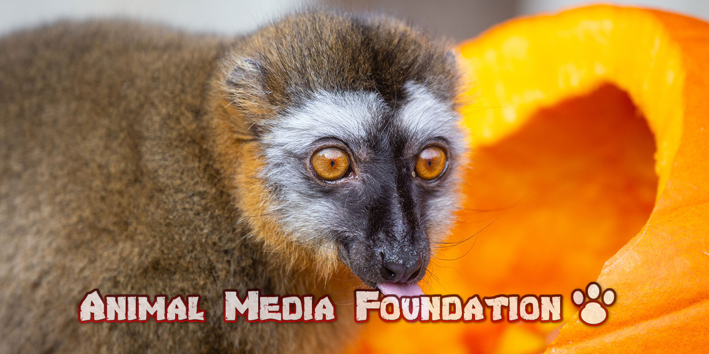 red-fronted lemur