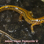 The Fascinating Life of a Long-tailed Salamander: Everything You Need To Know