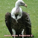 Ruppell’s griffon vulture (Gyps rueppelli)