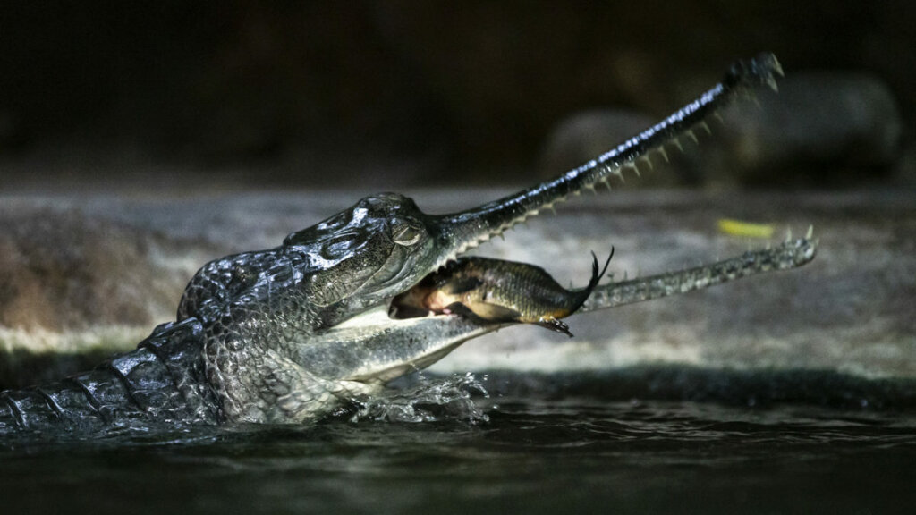 What is a Gharial
