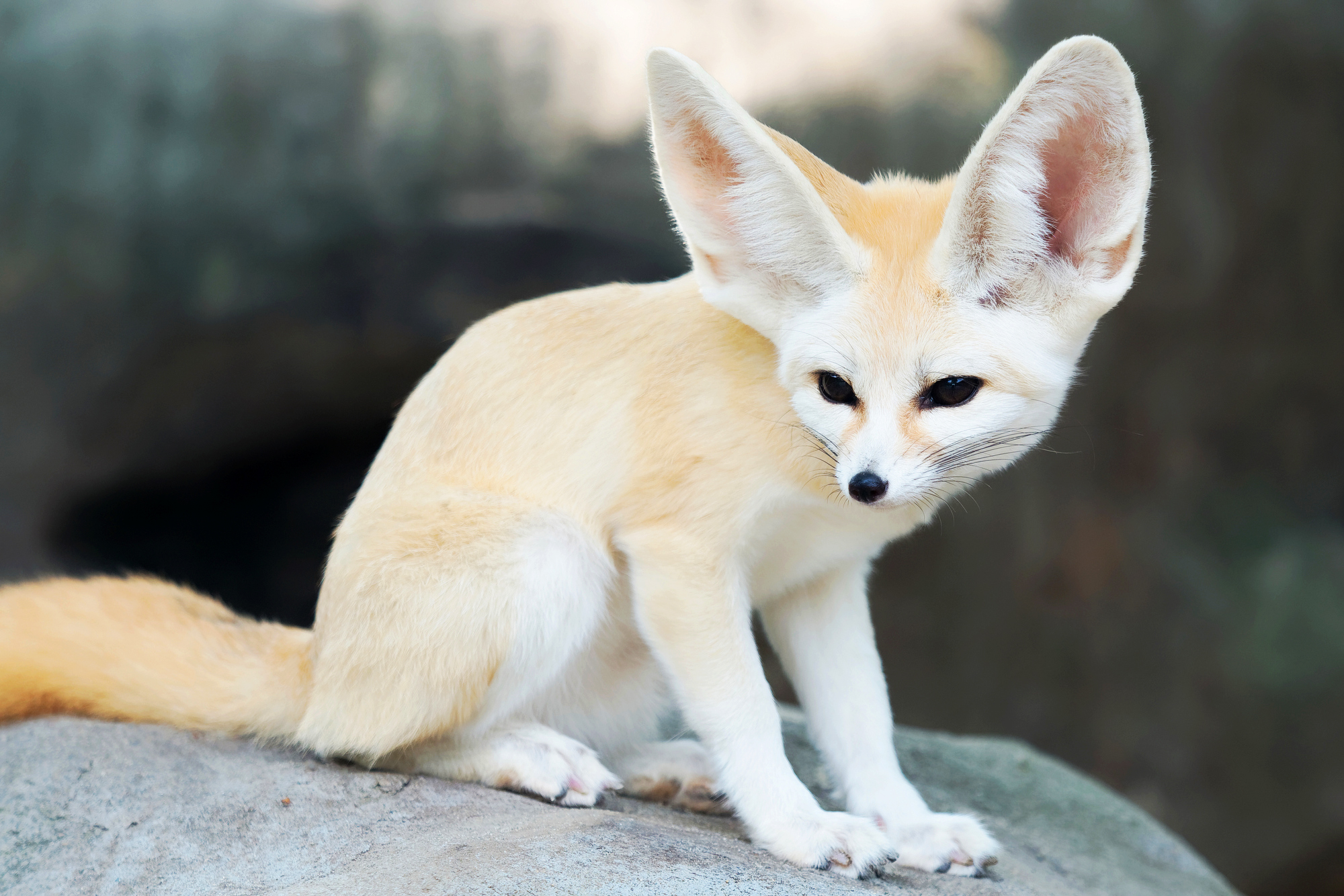 Top 5 FENNEC FOX Animal Breeds - Animal Media Foundation