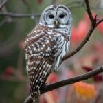 The Complete Guide to Barred Owls and What You Need to Know