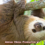 What is a Two-Toed Sloth?