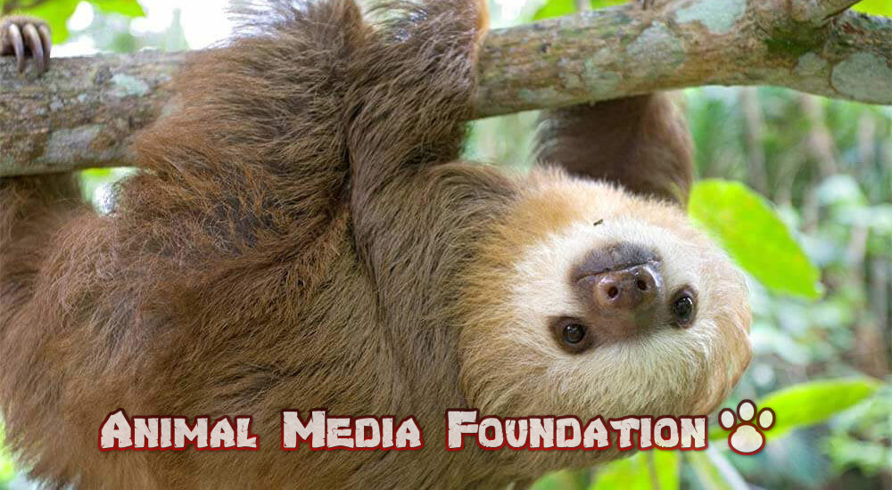 What is a two-toed sloth