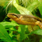 What is an EASTERN NEWT?