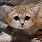 8 Interesting Facts about Sand Cats!