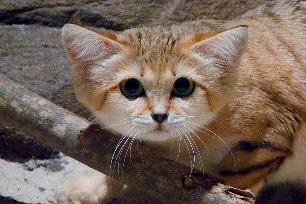 sand cats