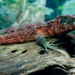 All About the Chinese Crocodile Lizard