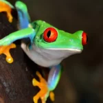 The Cutest Frog You’ll Ever See: The LEMUR LEAF FROG