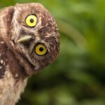 What is a BURROWING OWL