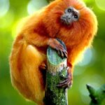 Golden Lion Tamarin: A Super Furry Animal of the Amazon Rainforest