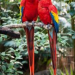 5 Fun Facts about the Green-Winged Macaw