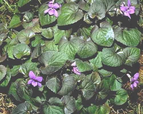 “Common dog violet (Viola riviniana)”