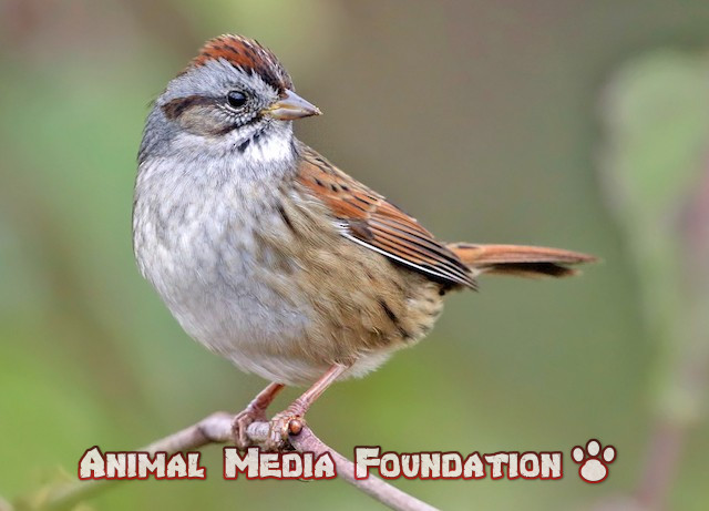 southern swamp sparrow