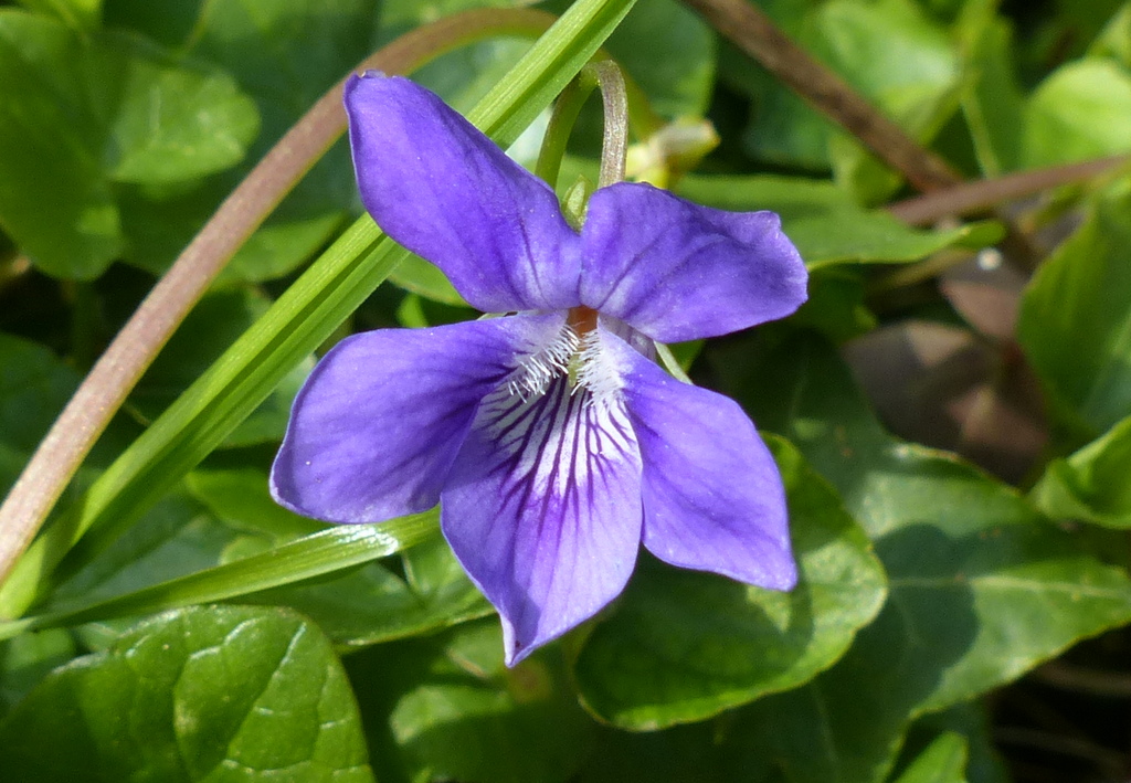 “Early dog violet (Viola reichenbachiana)”
