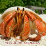 The Truth About Land Hermit Crabs: Everything You Need To Know