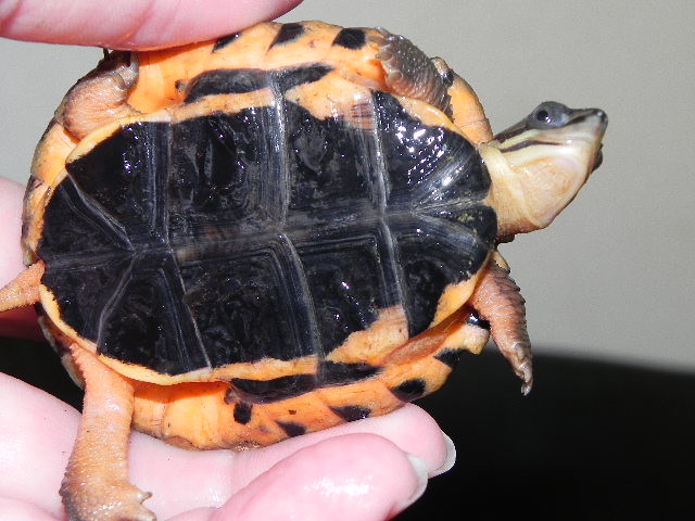 Chinese three-striped box turtle