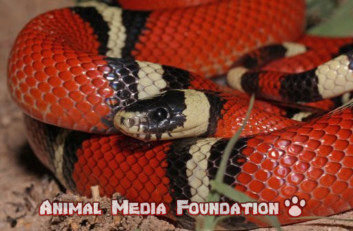 Sinaloan milk snake
