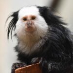 Learn all about the GEOFFROY’S MARMOSET