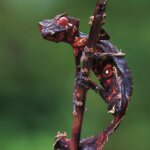 Devil Leaf-Tailed Geckos