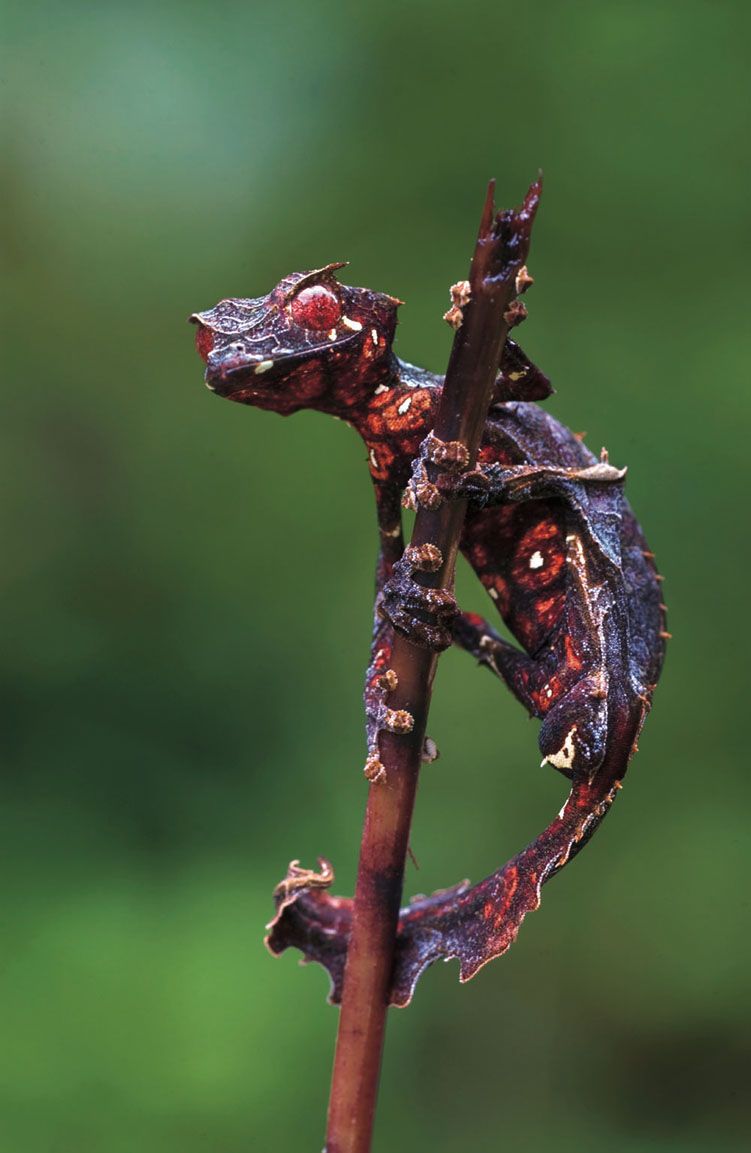Devil Leaf-Tailed Geckos