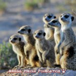 The Truth About Meerkats: 5 Surprising Facts You Didn’t Know