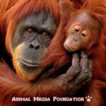 Interesting facts About Orangutans!