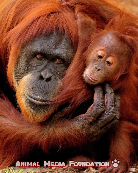Interesting facts About Orangutans