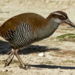 All About Guam Rail!