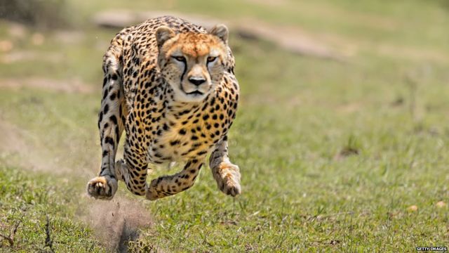 life of a Cheetah