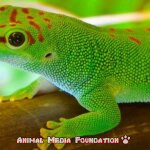 The Truth About The Madagascar Giant Day Gecko: A Comprehensive Guide