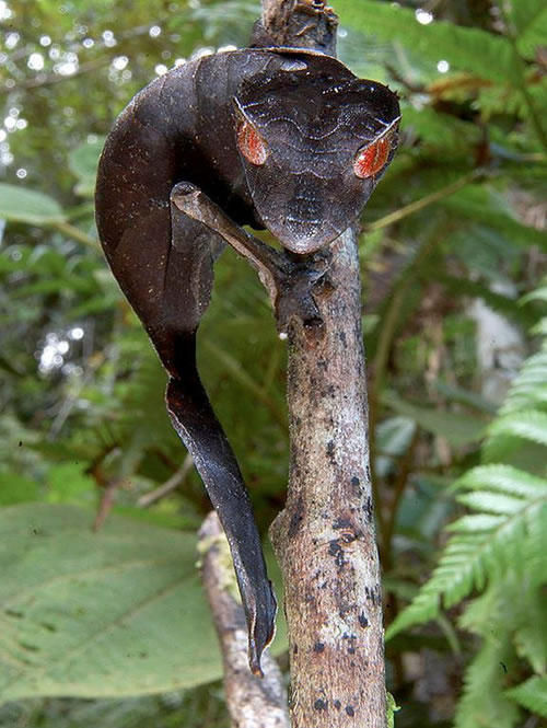 devil leaf-Tailed Geckos