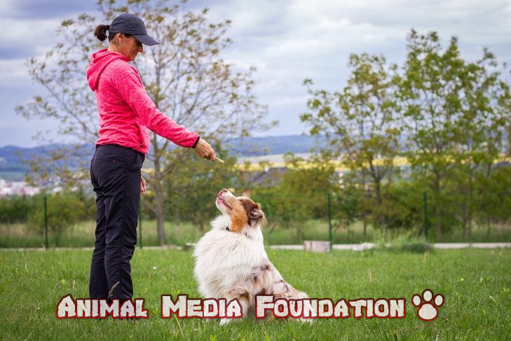 Why Train With a Dog Trainer