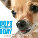 Adopt A Dog All Over The World!