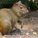 Interesting Facts About Red-rumped Agouti!