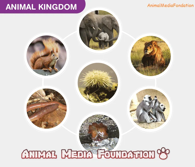 classification of kingdom animalia