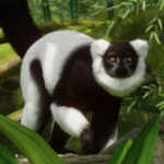 The Unique and Fascinating Facts about the Black-and-White Ruffed Lemur